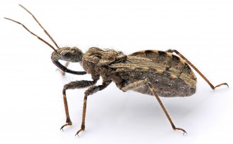 Assassing Bug, Photo by Fir0002/Flagstaffotos