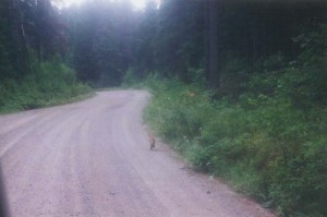 Fox on road.