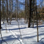 Snowy path