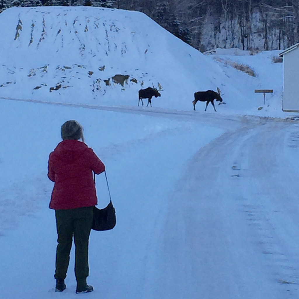 We saw these two moose at a highway facility in the White Mountains, NH.  They were remarkably powerful and peaceful looking, but we kept our distance.