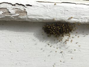 Baby spiders.