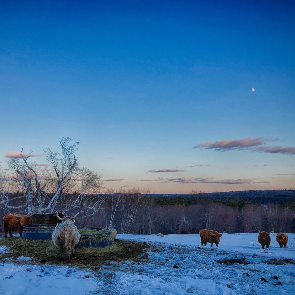 Scottish Highland cattle. Sabbathday Lake Shaker Village, Maine.