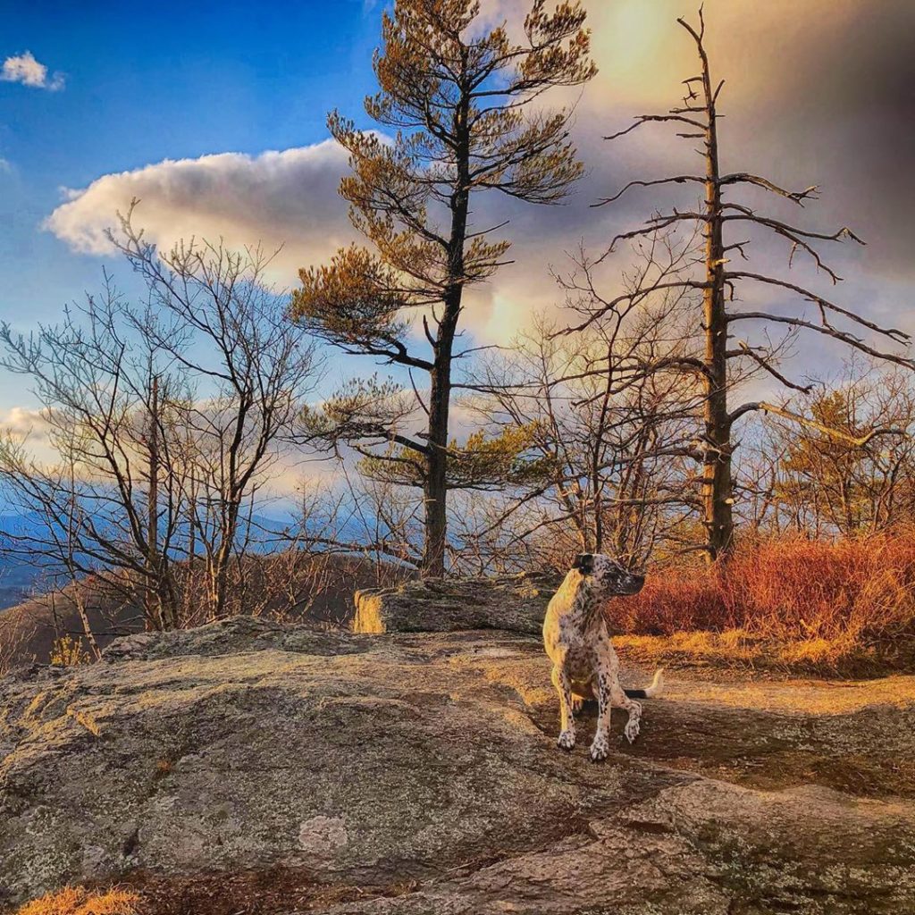 Pepé, le chien de traînée. Pleasant Mountain, Maine.