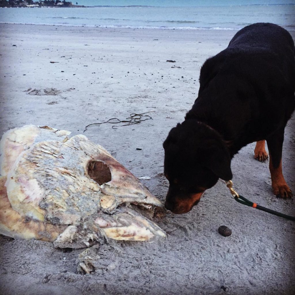 #rottweiler #beachfind #fishhead