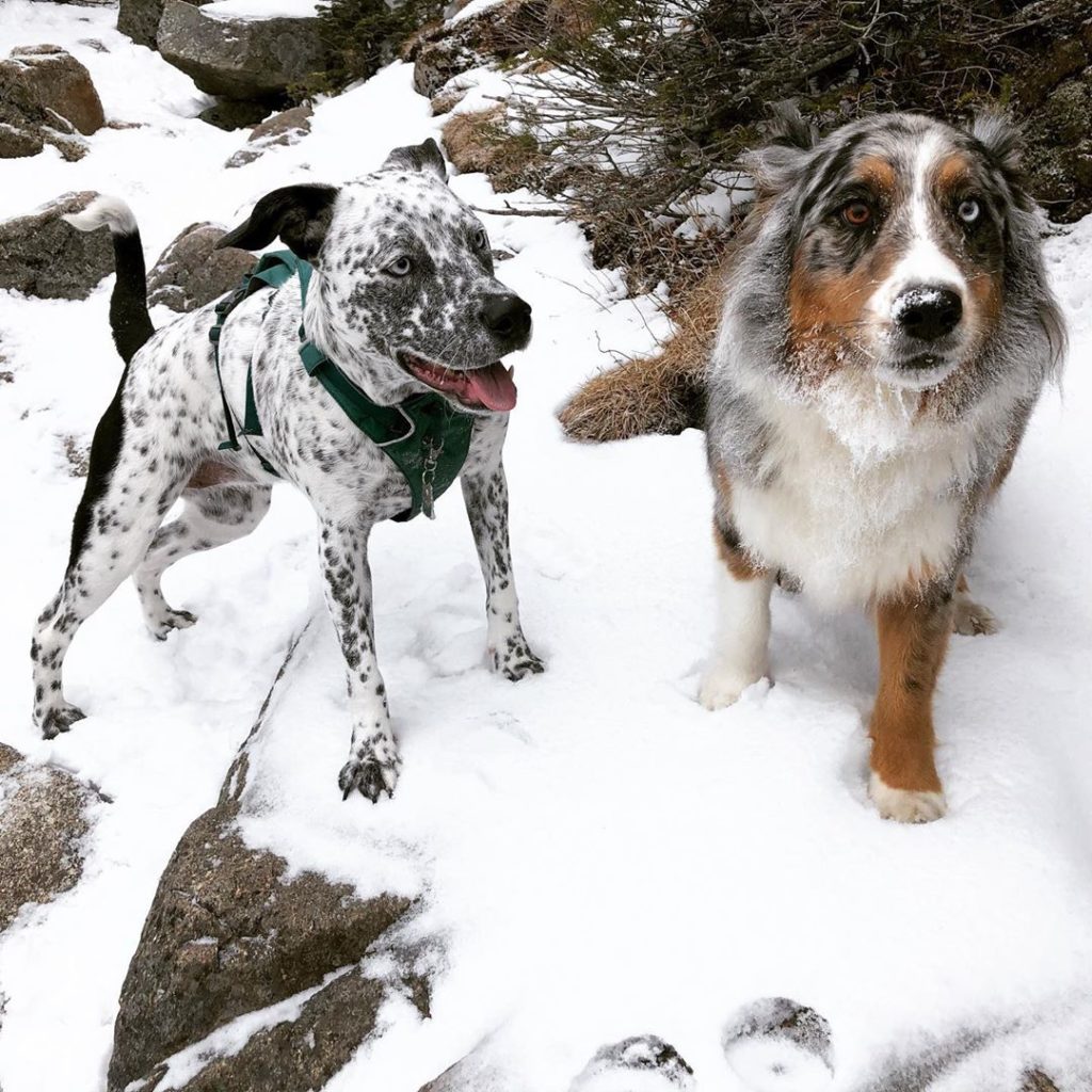 Pepper & Piper, trail dogs. Franconia Ridge, NH.
