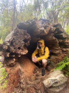 Seeking shelter in an ancient kauri treee. Coromandel Forest Park, Waikato, New Zealand